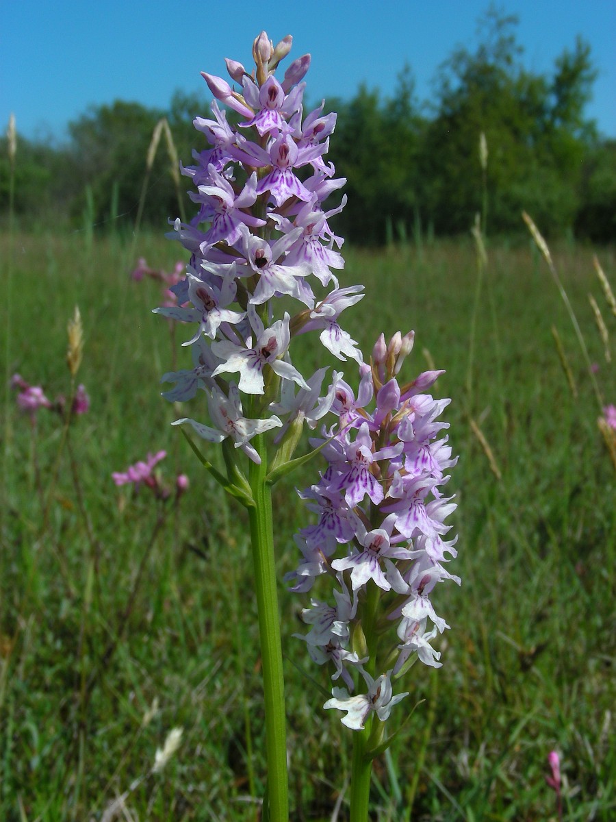 Dactylorhiza Fuchsii Common Spotted orchid dactylorhiza-fuchsii-common-spotted-orchid